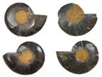 Black, Cut & Polished, Ammonite Fossils - 1 1/2 to 2" Size - Photo 3